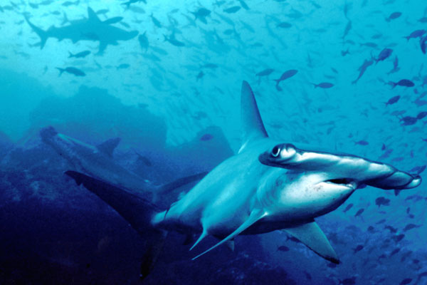 BP W Hammerhead shark 600