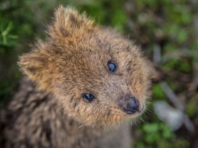twa-quokka-800D8E659E0-B7B7-BAA7-F10A-E9287DAFAB29.jpg