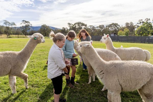 ta-bp-huntervalley-pokolbin-starlinealpacafarmstay2-1000FE15D2B8-84CF-1CA5-4BCF-5DFFE642A2CC.jpg