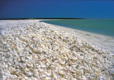 twa-shell-beach01-10009D61F613-F157-20F5-2B7E-3EE04310B462.jpg