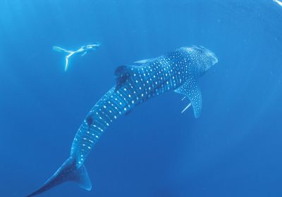 twa-whalesharks-ningaloo-1000B933C6EB-7A98-7C50-5C7D-051FA5D88086.jpg