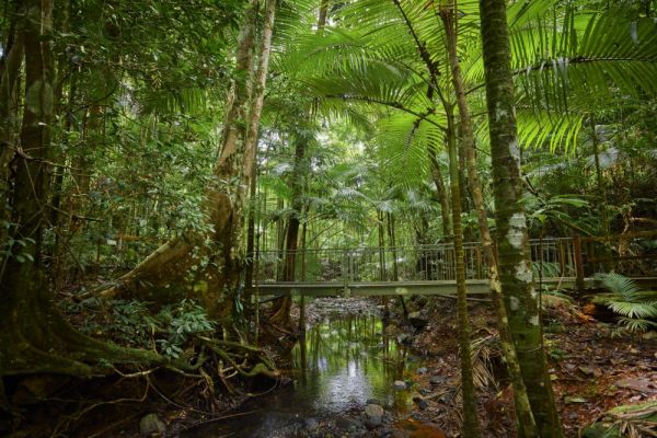 teq-daintreediscoverycentre-1000201AB9D0-EC87-C176-2D1A-2D8C4693D9E1.jpg