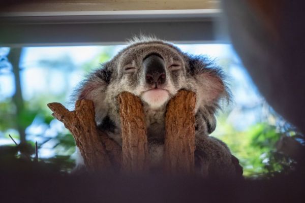 teq-lonepinekoalasanctuary2-1000B2172633-D665-9CA7-17D3-1CC31CBE81BE.jpg