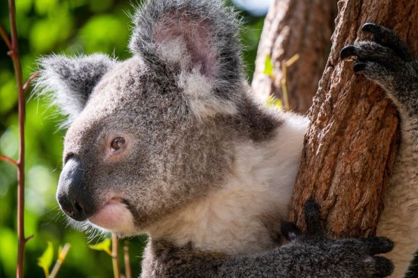 teq-lonepinekoalasanctuary3-1000F65FAD4A-F832-1C16-06C8-6CBDE060BE39.jpg