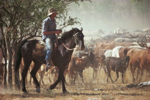 tqld-outback-mustering-4-10008E11FC9D-9CEF-B40E-5547-4399CE415F5C.jpg