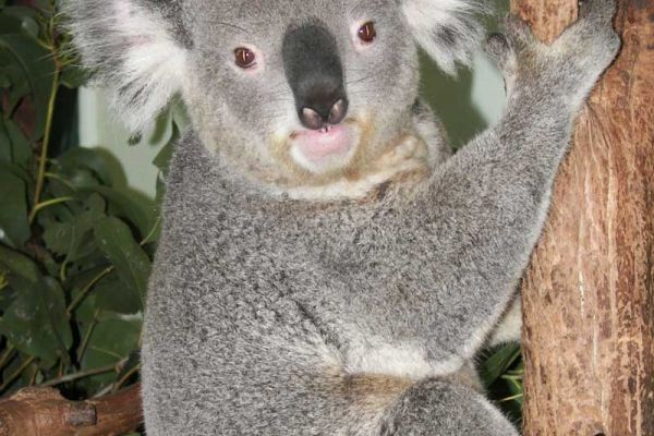 sab-bluemontains-koala-1000D9707F08-8DD8-168D-9187-F4B2872B8E7C.jpg