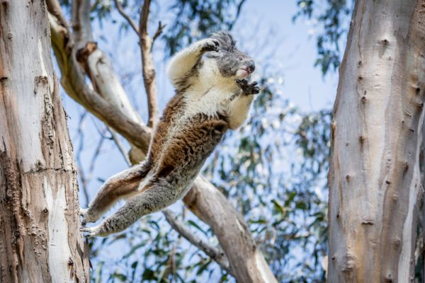 tvic-dd-koala2-1000096D618E-9FE4-B4DC-A828-292C70DF5D3C.jpg