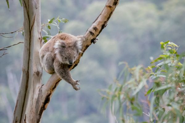 tvic-dd-koala3-10000DF96F6A-E807-78C7-4413-AE5F9599950E.jpg