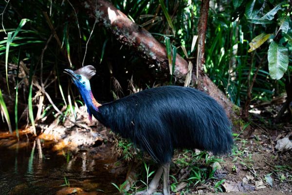 teq-ss-bloomfieldtrack-cassowary-100061900BC0-4493-CDE8-CF8B-04B879D007C9.jpg