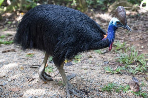 teq-ss-daintree-cassowary1-1000A7CCB3A5-D16E-86DE-0103-41AEDC2C097E.jpg
