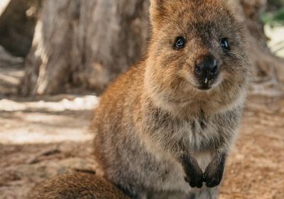 twa-rottnest-quokka2-100038B23165-2802-24B8-6F38-A57CDD30F4E6.jpg