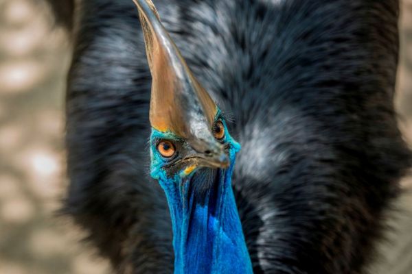ttnq-cassowary-wildlife-habitat-1000ACBE8B06-E510-47C4-7EC3-742A09D7572E.jpg