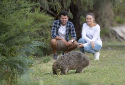 tvic-wilsonsprom-wombats-100076A379E4-55C1-D864-2310-FE8800520563.jpg