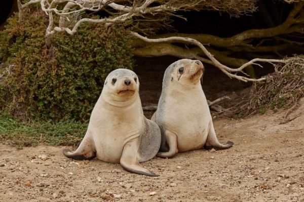 satc-kangarooisland-seals-1000DE91F229-8DFF-7794-D3A2-3F050B506B80.jpg