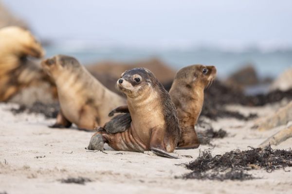 satc-kita-kangarooisland-sealbayconversationpark2-100056CC814D-E0D9-E338-C5B1-E220DE91A708.jpg