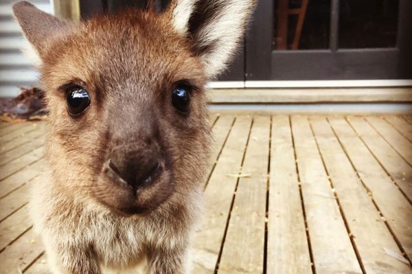 satc-nmmh-kangais-kangaroo-10001E60CB2A-77E8-613E-2482-D228AC79B0A9.jpg