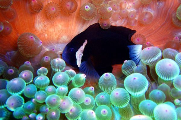 ta-cl-fisch-1000D778C26D-1C6C-EED1-D808-227477900442.jpg
