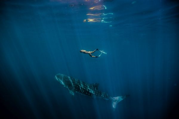 twa-ningaloo-whalesharks-swimming-100008A1A6DB-CC9A-7F98-65EC-BF5DDF327CFB.jpg