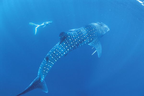 twa-whalesharks-ningaloo-1000A2A74AE1-CFD5-9B14-0FCE-DADC19278D31.jpg