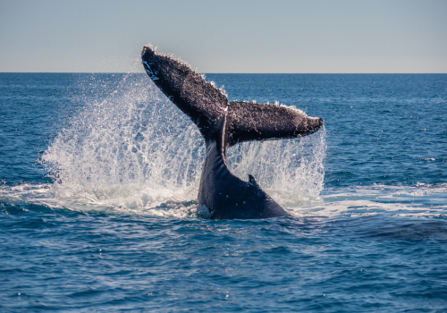 Wo man Wale in Queensland beobachten kann