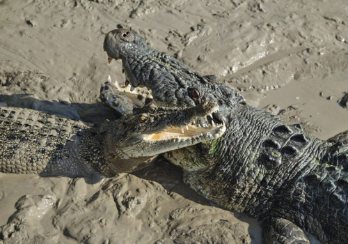 Whitsunday Crocodile Safari von Airlie Beach