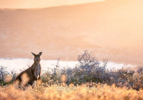 Kangaroo Island: Wandern im Zoo ohne Zäune